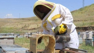 ORDULU KADIN ARICILARIN, AĞRI YAYLALARINDA ZORLU MESAİSİ 