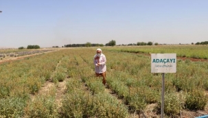 ŞANLIURFA'DA ÇİFTÇİLERE ÖRNEK OLMASI İÇİN ÜRETİLEN TIBBİ ve AROMATİK BİTKİLER RAFLARDAKİ YERİNİ ALDI