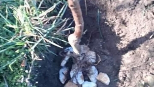 SİZE ALTIN DEĞERİNDE BİR SIR VEREYİM Mİ ?