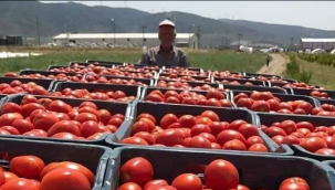 TARIM ÖNEMLİDİR... ÇÜNKÜ? 