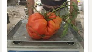 TÜRKİYE'NİN DEV DOMATESİ ATA TOHUMUNDAN SİNOP DURAĞAN'DA YETİŞTİRİLDİ