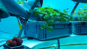 Yakında Toprak Bizi Doyuramayacak: Su Altı Tarımı Geleceği Kurtacak mı?