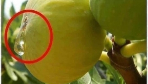 Zeytin ağacı ile incir ağaçları aynı dönemde meyve verir...