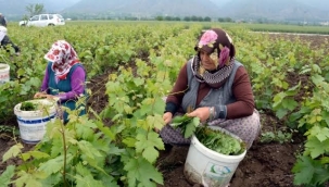 15 ülkeye ihraç ediliyor... Yıllık 90 milyon TL gelirle ilçeye katkı sağlıyor!