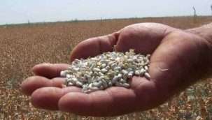 15 yıldır hiçbir üründen verim elde edilemeyen arazide aspir üretildi