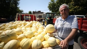 ATA TOHUMUNDAN YETİŞTİRİLEN "YEŞİLÇOMLU KAVUNU" YOK SATIYOR