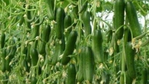 Atalık tohum un faydasını her geçen gün daha çok görüyor ve anlıyoruz