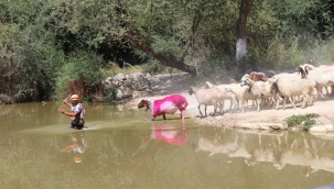 Denizli'de 848 yıllık 'Sudan Koyun Geçirme' yarışması bu yıl da gerçekleştirildi