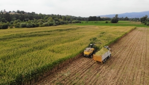 Devlet destek verdi, silajlık mısır üretimi 5 kat arttı
