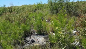 Doç. Dr. Tavşanoğlu: Ağaç dikme seferberliği ekolojik felaket getirir