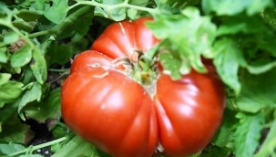 Eski Bir Domates Hikayesi