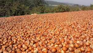 Fındıkları kurutmak için Bayburt'a götürüyorlar