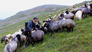 Karadeniz'in son sürü sahipleri