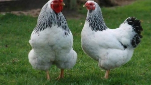 Köy tavuklarını, yerel ırkları kıyasladığımızda hangisi daha verimlidir