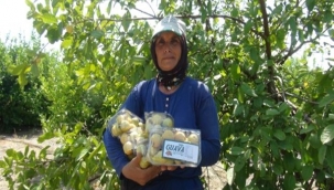 LİMONUN YERİNE DENEMEK İÇİN GUAVA DİKTİ! SİPARİŞLERE YETİŞEMİYOR