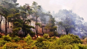 On günde 142 orman yangını çıkan Türkiye neyin bedelini ödüyor