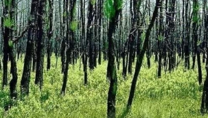 Orman bir ekosistemdir. Yanan alanlara kafamıza göre ağaç dikemeyiz...