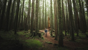 Stresi Azalttığı Bilimsel Olarak Kanıtlanan Orman Banyosu: Shinrin Yoku