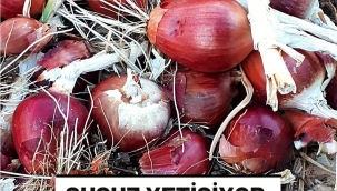 SUSUZ YETİŞEN SOĞAN MI OLUR ?