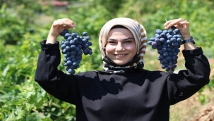 Tescilli Cimin üzümünde hasat zamanı