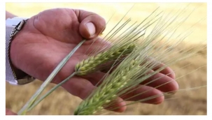 TMO, 245 bin ton arpa ithalatını onayladı