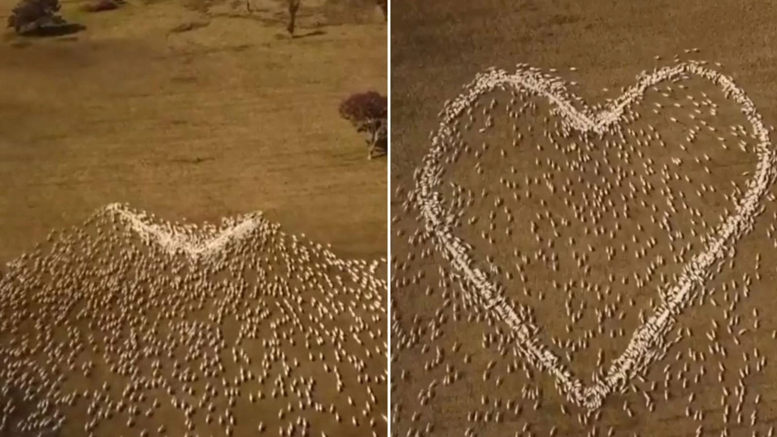 Avustralyalı çiftçi Ben Jackson 'dan harika bir gösteri!...