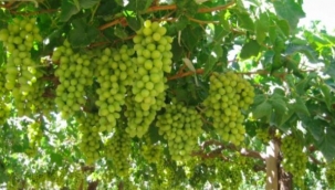  Bağcılık hakkında ufak tefek detaylar