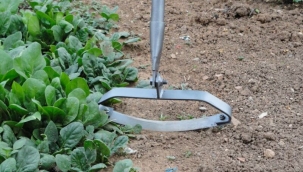 Ispanak Zararlıları ve Hastalıkları