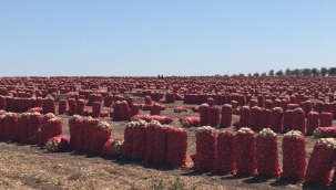 Suçlu belli ÜRETİCİ