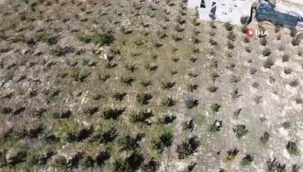 Burada yetişmez dediler! Kimseyi dinlemedi, bir ağaçtan 100 kilo meyve topluyor