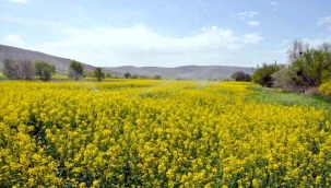 ÇİFTÇİLER ALTERNATİF ÜRÜN OLARAK 'KANOLA' EKMEYE BAŞLADI