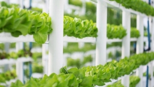 Gıda krizine çözüm: "dikey tarım" mı?