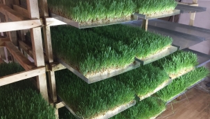 HİDROPONİK HAYVAN YEMİ YETİŞTİRME TEKNİĞİ