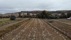 Kentten kaçanlar tarladaki üretimi düşürdü