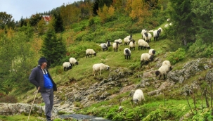 Koyun yetiştirmek karlı mı?