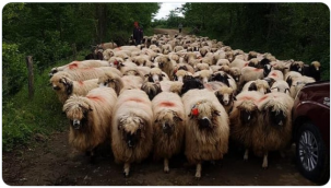 Koyun Yetiştirmenin Temelleri – Koyun Yetiştiriciliğine Giriş
