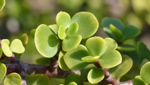 KÜRESEL ISINMANIN ÖNÜNE GEÇMEKTE SPEKBOOM ÇALI BİTKİSİNİN ÖNEMİ