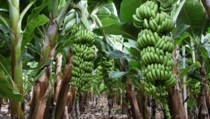 Muzda hasat zamanı: Rekolte artınca fiyat düştü