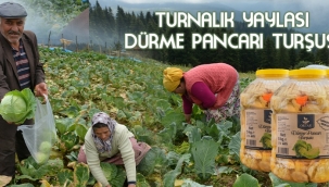 Ordu Akkuş ve Mesudiye'de atıl arazilerde yetiştirilen Doğal Yeşil Mercimek  Tek Tıkla Tüm Türkiye'de kapınızda..
