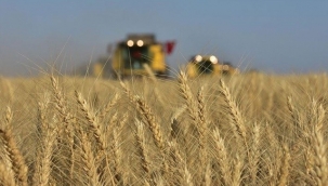 Sürdürülebilir tarım için buğdaya gelir koruma sigortası
