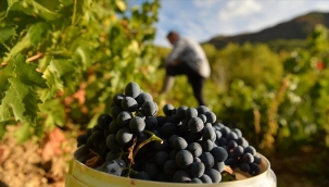 TUNCELİ'DE ÜZÜM BAĞLARINDA HASAT BAŞLADI