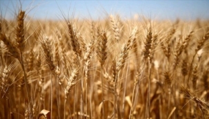 Türkiye'de azalan buğday verimine karşı 'doğru ve sürdürülebilir tarım' önerisi