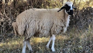 Türkiye yerli koyun ırklarından Akkaraman koyun ırkının... 