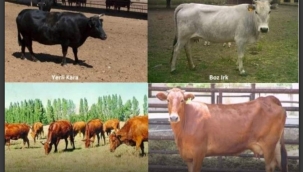 Ülkemizde, dünya sığır ırkları listesine girmiş 4 ana sığır ırkı bulunmaktadır