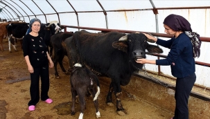 ÜNİVERSİTE MEZUNU KARDEŞLER, BABA MESLEĞİ HAYVANCILIĞI SÜRDÜRÜYOR