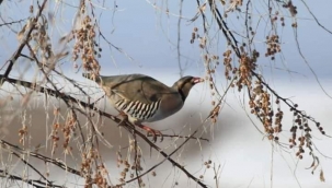 YABANİ MEYVELER, YABANİ HAYVANLARIN VE KUŞLARIN BESİN KAYNAĞIDIR... 