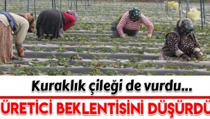 Aydın'da kuraklık çileği de etkiledi, üretici beklentilerini düşürdü