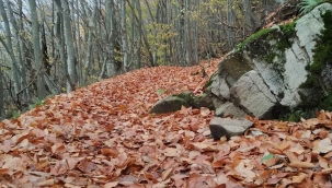 Birazda bitki fizyolojisi teşekkürler Tamer Ataç 
