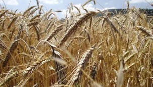 Buğdayın anlattıklarına bir daha kulak verin... 