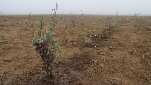 Edirne'de kurulan tıbbi ve aromatik bitkiler ormanında 188 bin fidan toprakla buluştu